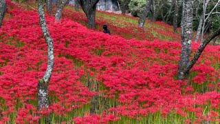 2024/09/19　超超超絶景です！　窪野彼岸花群生地　その７　〜愛媛県松山市〜