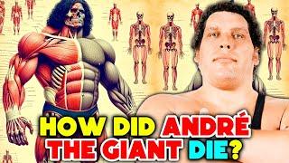 Anatomy of Andre The Giant Explored