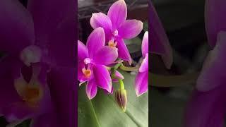 Орхидея фаленопсис Phalaenopsis Miki Flora