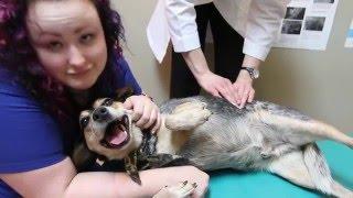 Chiropractic for Pets?