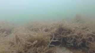 August Seagrass Update 2024