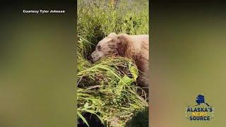 VIDEO: Alaska man attacked by brown bear captures moments after incident on video