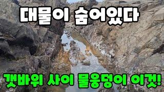 물빠진 갯바위 물 웅덩이에 온갖 이것들이 숨어있다고? + 요리 먹방