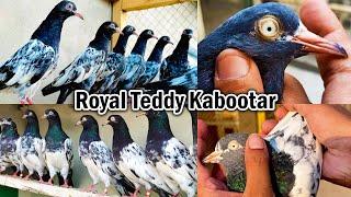 Royal Teddy Kabootar Breeding Setup | Super Quality Of Royal Teddy Pigeons | Original Royal Teddy