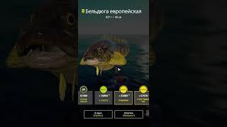 ТОЧКИ НА ТРОФЕЕВ в РУССКАЯ РЫБАЛКА 4 #shorts #рр4 #русскаярыбалка4 #рыбалка #rf4 #rr4