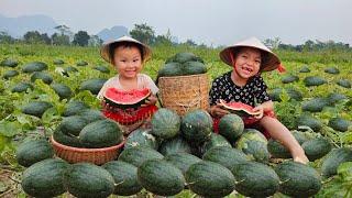 Two poor sister sells watermelon to earn money to buy food for her mother