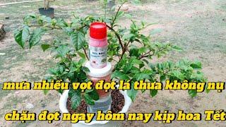 cách sử lý hoa giấy vọt đọt không nụ để hoa nở kịp Tết