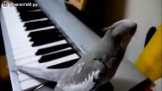 Самые смешные и умные попугаи. Most funny parrots