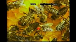 Honey bee waggle dancing, filmed in slow motion