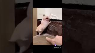 clip #reels #funny #viral #edit #tiktok #comedy#reels #shorts #cat #trending #tiktok #love