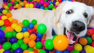 Puppy Birthday Surprise: DIY Ball Pit for Funny Dog Bailey