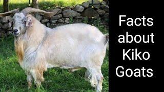 Facts about Kiko Goats 