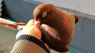 Прилетел голубь спустя 5 месяцев которого поймал Сапсан/A pigeon arrived which she was not 5 months