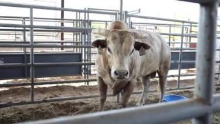 Cody Ohl is raising the son of 3X Bull of the Year, Bushwacker!