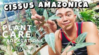 CISSUS AMAZONICA PLANT CARE GUIDE & PROPAGATION TIPS