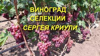 Виноград селекции Сергея Криули