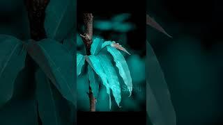 Before and After Photography  | Photo Editing | Transition Wipe Effects | Snapseed Kinemaster ️️