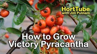 How to grow Victory Pyracantha - Evergreen Screening Plant With Red Berries