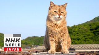 Yamaguchi: Mother & Child - A Cat's-Eye View of Japan