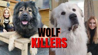 WOLF KILLERS - CAUCASIAN SHEPHERD Vs GREAT PYRENEES DOG