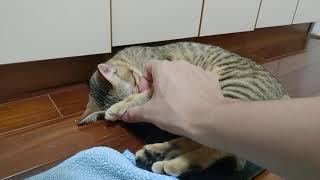 Little tabby holds her paws to cover her head.小虎斑抱頭睡覺