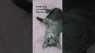 8개월즈음에 너.추억꺼내보기🩵#catvlog#고양이#catstory#고양이일상#kitten#토깽이랑아깽이랑#아깽이시절