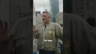 New York City Bee Keeper Has Over 100 Hives #newyork #beekeeping #bees #honey #shorts