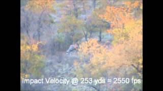 Gemsbok taken at 253 yards with a .300 WSM and a 130 grain ESP Raptor bullet by Cutting Edge Bullets