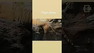 tiger photo video rails photography#youtbeshorts #viral #like #And#subscribe