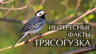 Трясогузка - интересные факты