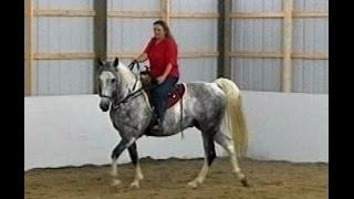 Work That Walk! Gaited Horse Gait Training Naturally