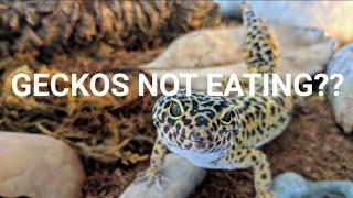 Gecko Won't Eat? Try these 2 Tips!!