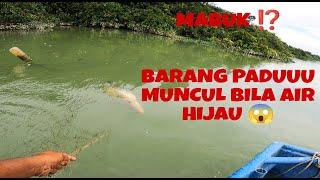 IKAN TAPAH MABUK LANGGAR JARING ⁉️ MENJARIG IKAN KETIKA AIR HIJAU ‼️