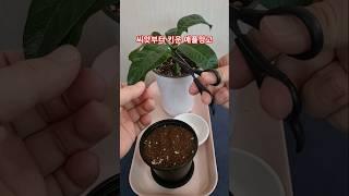 애플망고 잎으로 애플망고 키우기 잎꽂이 . grow apple mango tree from leaf. #박서진 지나야