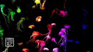 SoothingPeacefulMusic 12HRS with Mysterious Rainbowcolor Jellyfish will bring peaceto your mind.