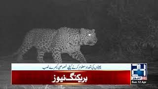 CCTV Footage Of Tigers At Margala Hills Track