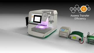 Stain-Free Western Blotting with ChemiDoc MP Imaging System