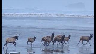 Cannon Beach Elk Dodge the Dangerous Surf