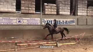 Chavez Z ( Cicero Z x Chellano Z ) - 2017 - Stallion EXTRA