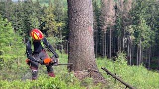 Spurce tree felling/ work in forest/ Stihl MS 462