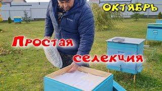 Простая селекция пчел на пасеке. Выявление проблемных семей осенью.