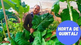 Horta de quintal - Dicas pra verduras bonitas!