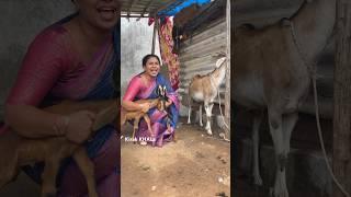 Kira KHALa viral video ￼ #priyareddy #comedy #hyderabadifunny #kirakkhala