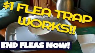 how to make a $1 Homemade Flea trap and end your Flea problems for good.