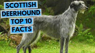 Scottish Deerhound - TOP 10 Interesting Facts