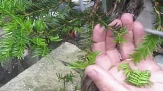 Yew Bonsai Techniques Part 2