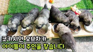 코카시안 오브차카 분양합니다. /초대형견 아이들