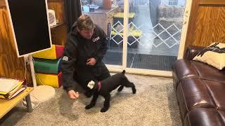 Early Start Obedience Training W/Giant Schnauzer Pup "Etsy" 11 Wks Details In The Description Below