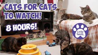 Cats Videos For Cats To Watch  EPIC 8 HOURS With Sound! * Cats Playing * Entertainment For Cats