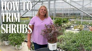 New 2025 Proven Winners Shrubs